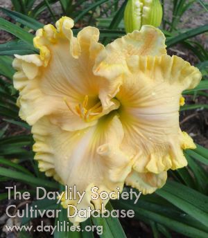 Daylily Neva Esponge Plaisance
